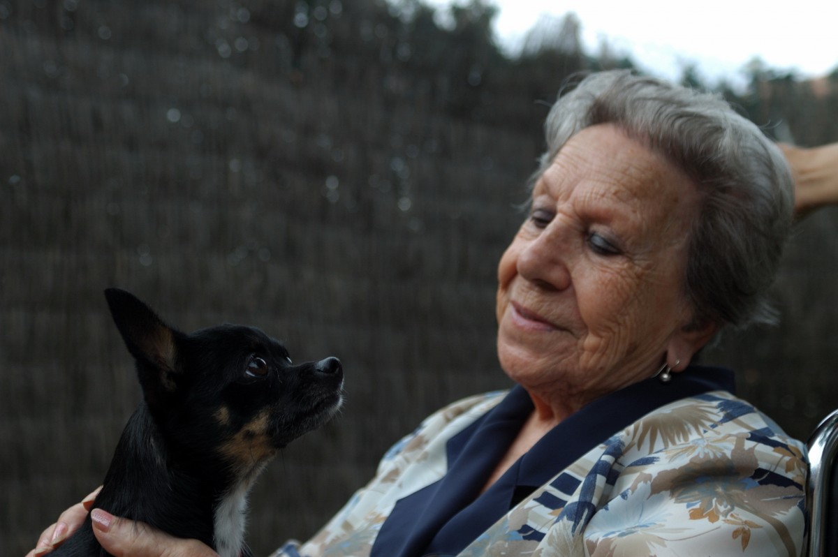 intervenciones asistidas por perros