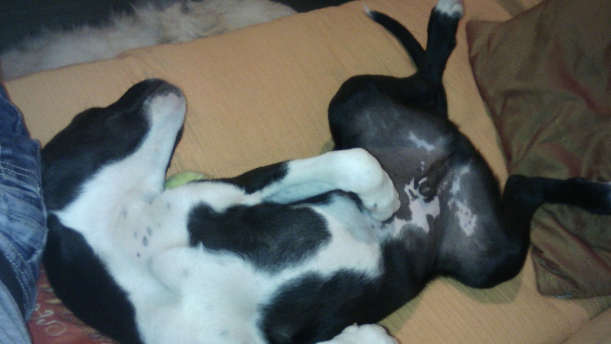 pitbull adiestramiento